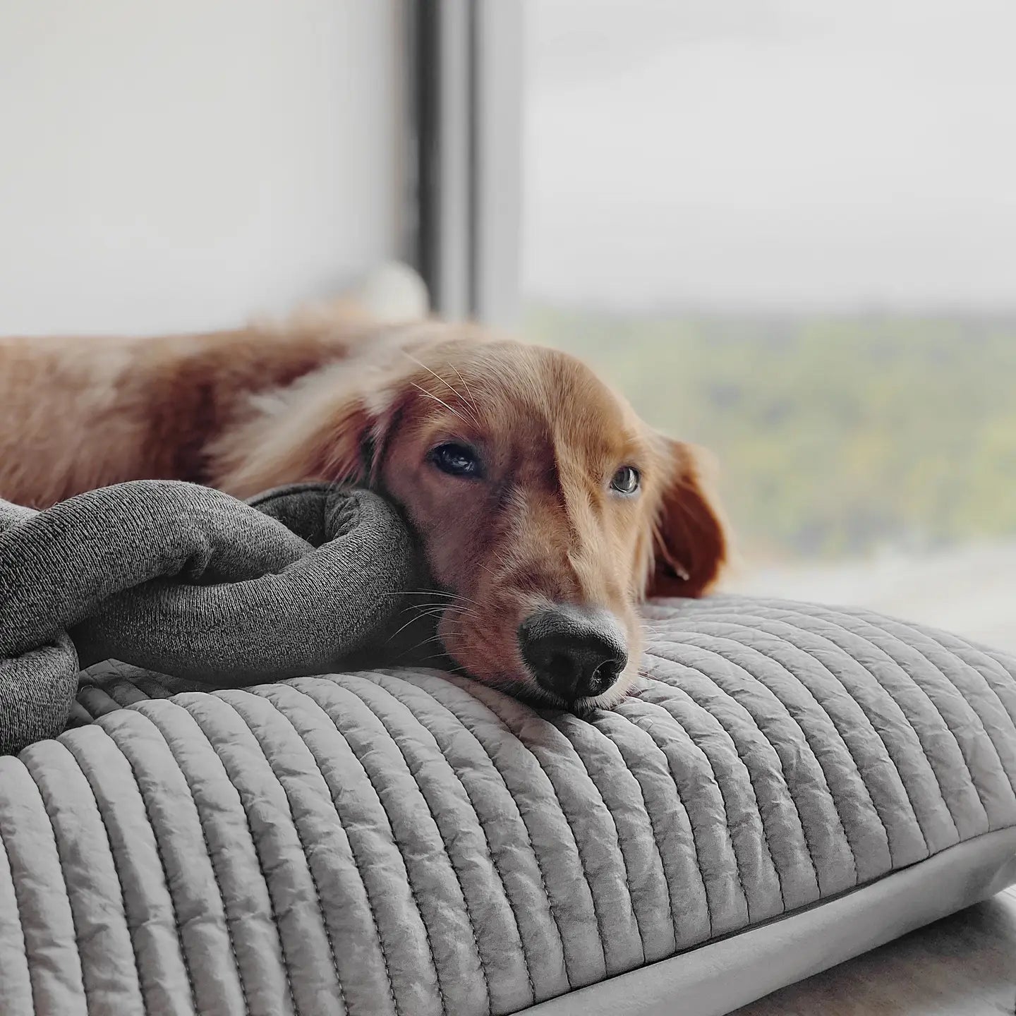 NOU JOUET POUR CHIEN ANTHRACITE AVEC GRAPPES FROISSÉES - Toutoustore