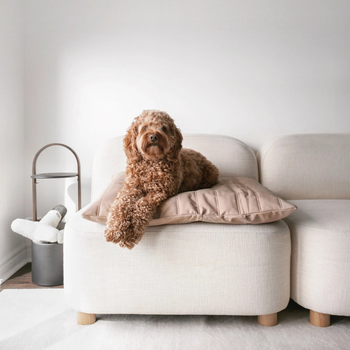 LATIN LIT POUR ANIMAUX - CHIEN - Toutoustore