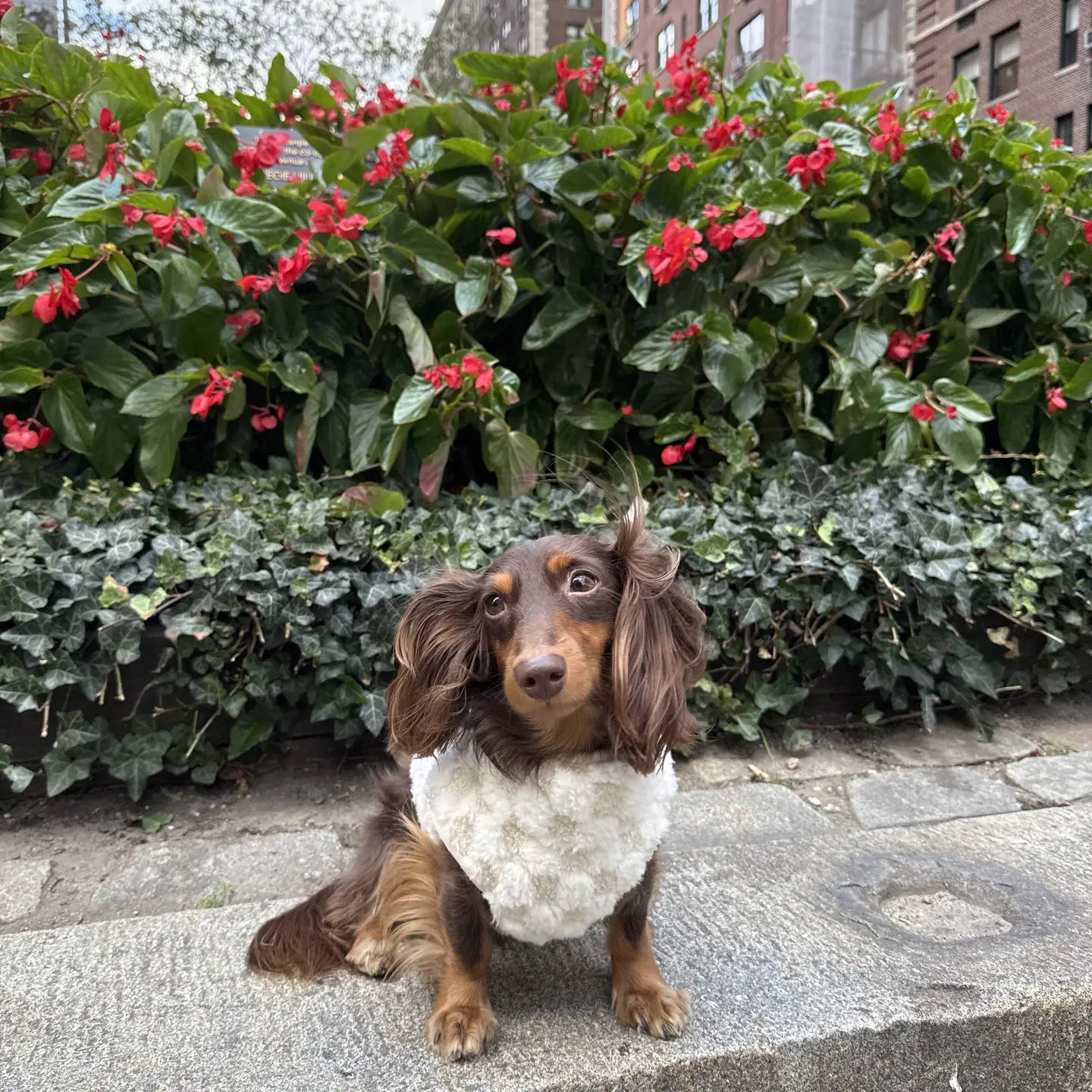 CROSBY VÊTEMENTS POUR CHIENS - Toutoustore