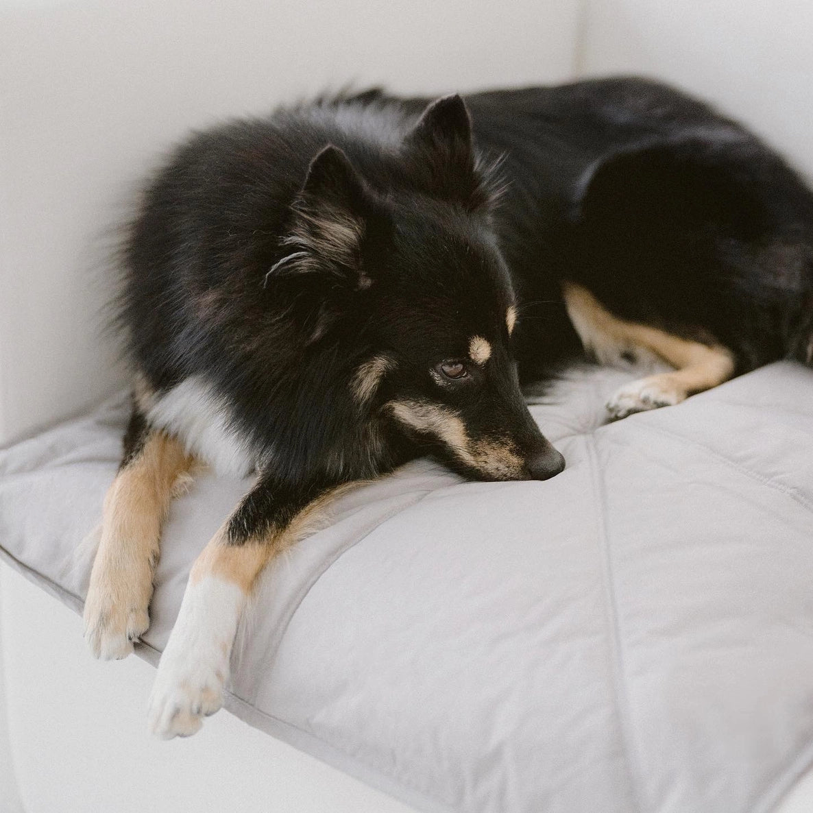 ORII tapis de voyage ultraléger pour animaux - Toutoustore