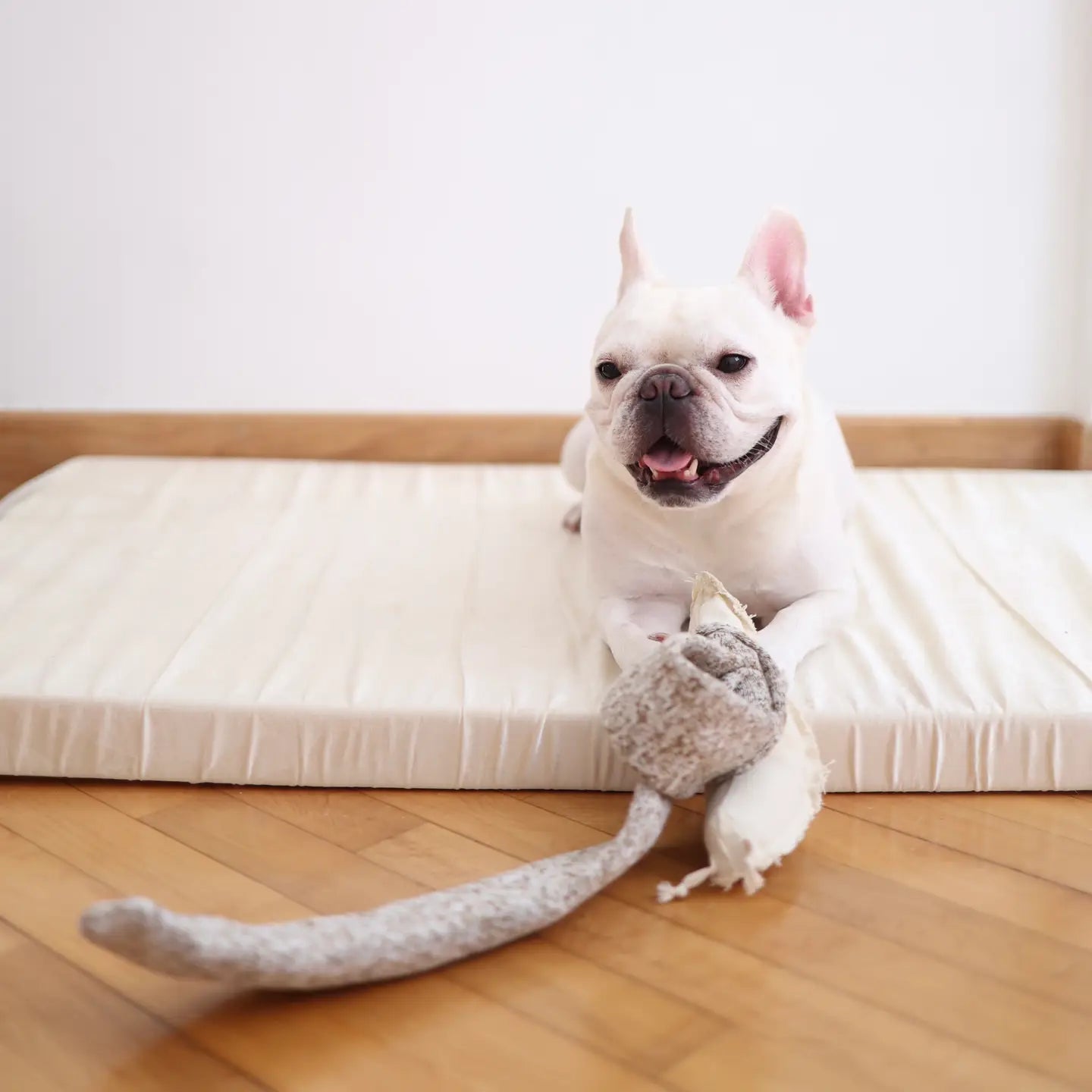 JOUET POUR CHIEN ESCARGOT ENRICHISSEMENT - Toutoustore