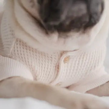 GAUFRE VÊTEMENTS POUR CHIEN - Toutoustore