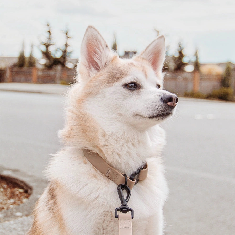 COLLIER AVA CHIEN - Toutoustore