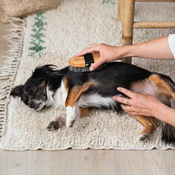 Brosse pour poils courts - Toutoustore