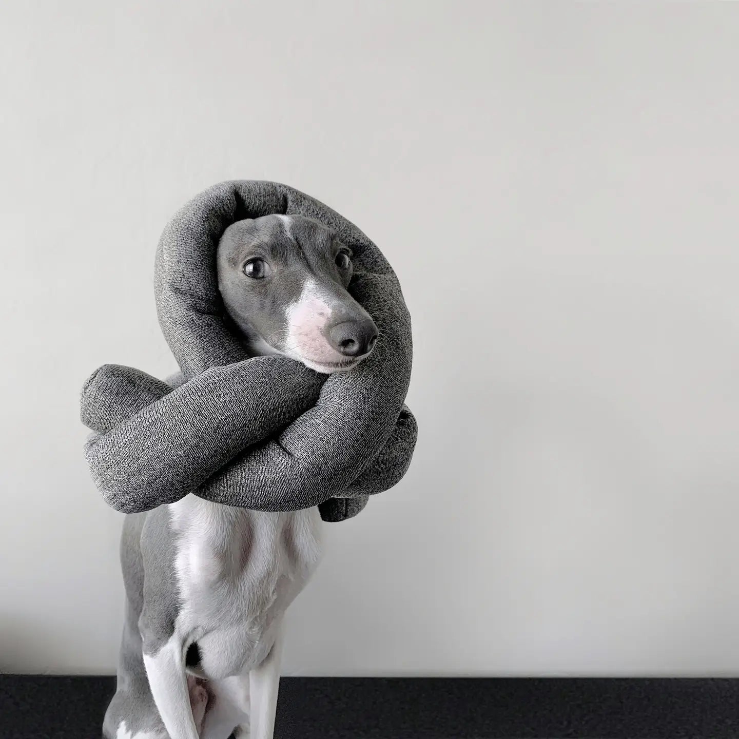 NOU JOUET POUR CHIEN ANTHRACITE AVEC GRAPPES FROISSÉES - Toutoustore
