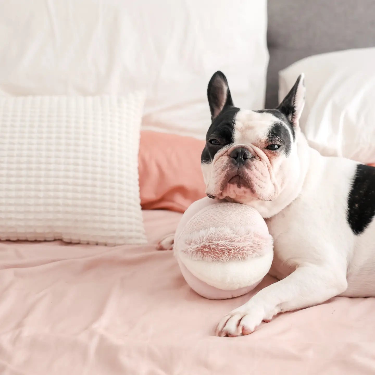 JOUET POUR CHIEN TOTO ENRICHISSEMENT - Toutoustore