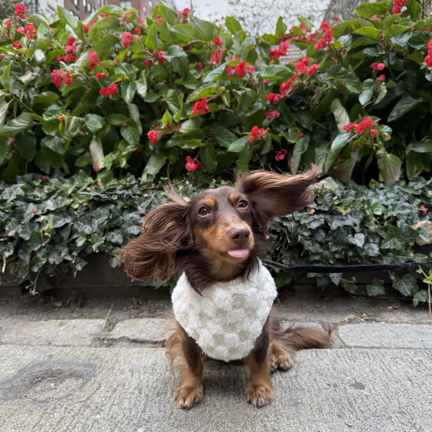 CROSBY VÊTEMENTS POUR CHIENS - Toutoustore