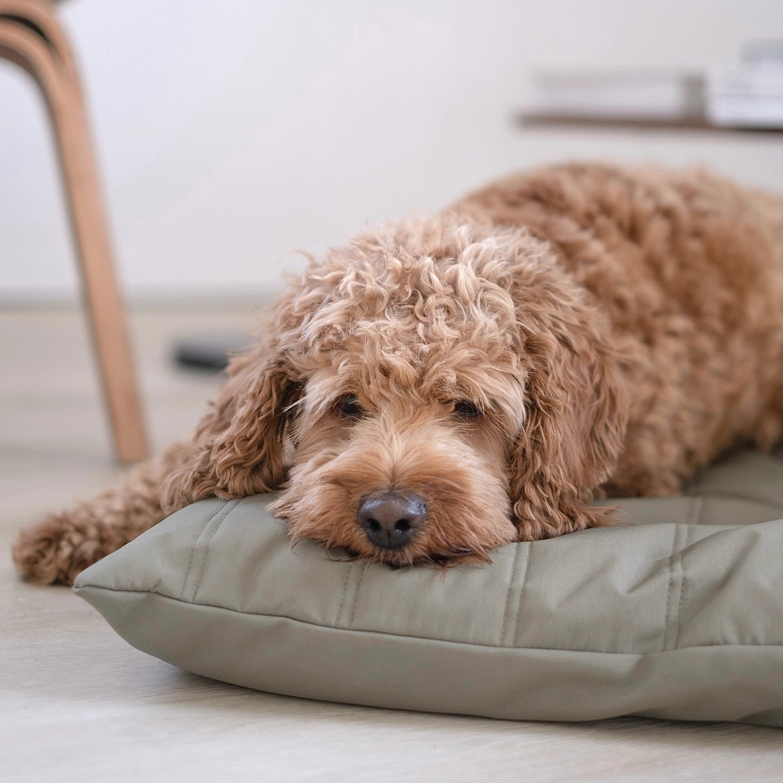 LATIN LIT POUR ANIMAUX - CHIEN - Toutoustore