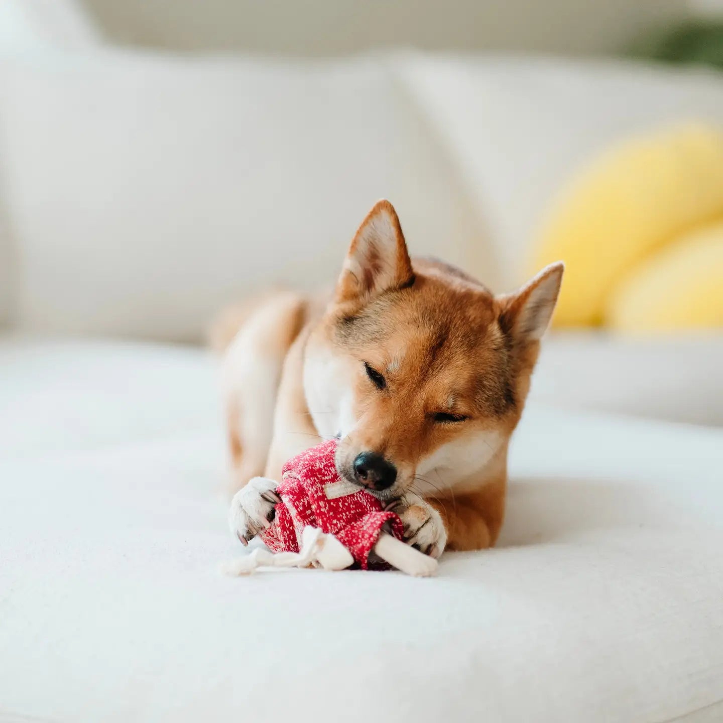 JOUET POUR CHIEN LOLLIPOP ENRICHISSEMENT - Toutoustore
