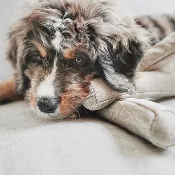 NOU JOUET POUR CHIEN GRIS AVEC GRAPPES FROISSÉES ENRICHISSEMENT - Toutoustore