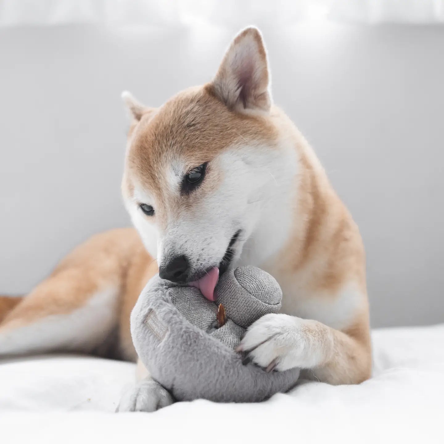 JOUET POUR CHIEN GUU ENRICHISSEMENT - Toutoustore