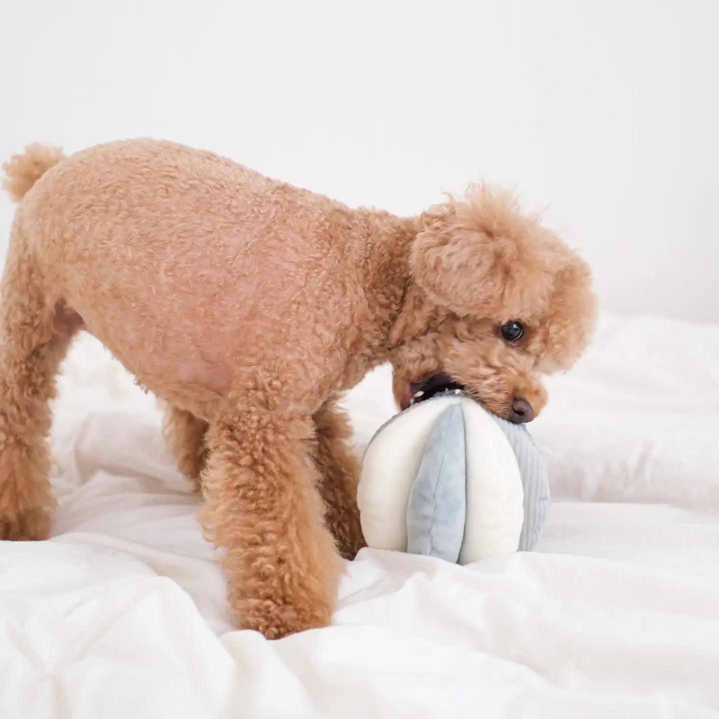 JOUET POUR CHIEN TOTO ENRICHISSEMENT - Toutoustore