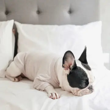 BRETON VÊTEMENTS POUR CHIEN - Toutoustore