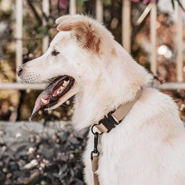 COLLIER AVA CHIEN - Toutoustore