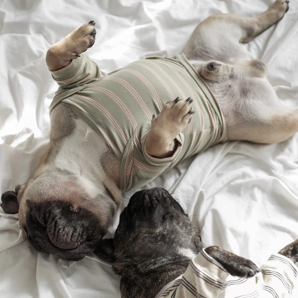 CHELSEA Vêtements pour chiens - Toutoustore 