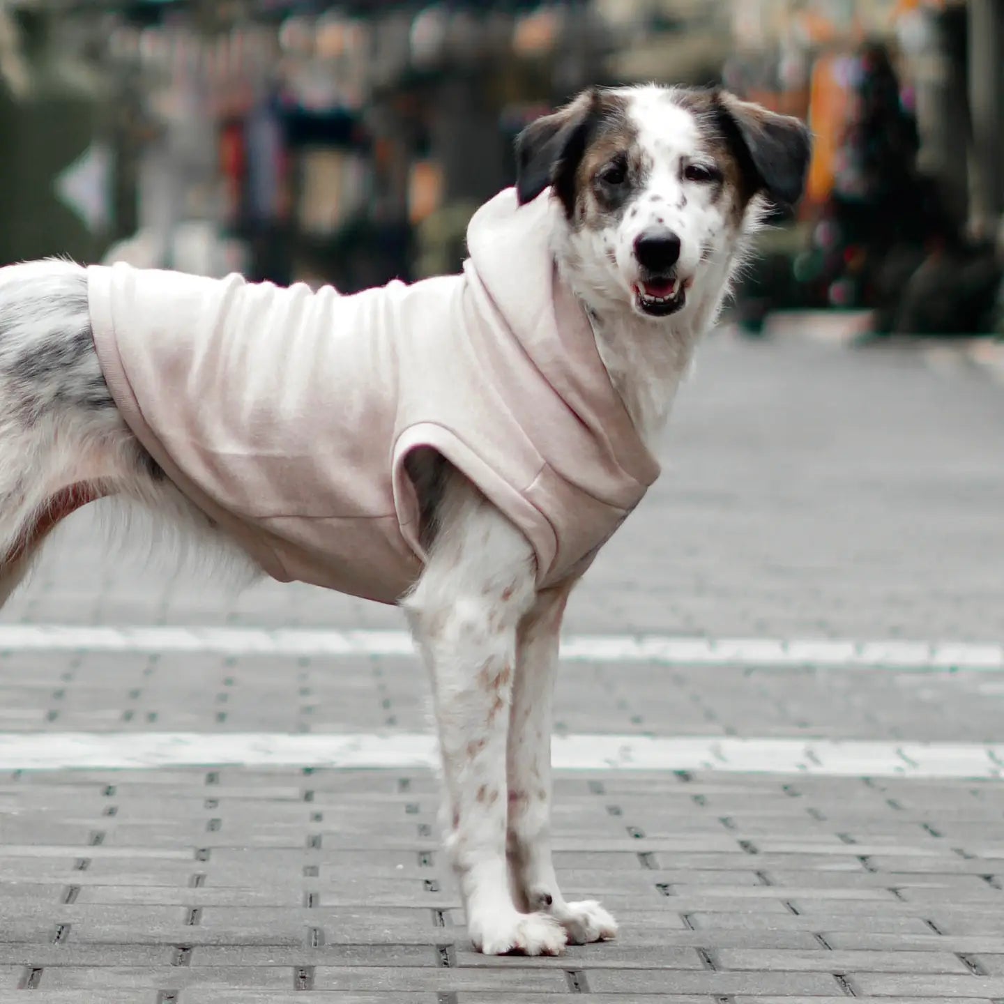 ROBIN VÊTEMENTS POUR CHIEN - Toutoustore 
