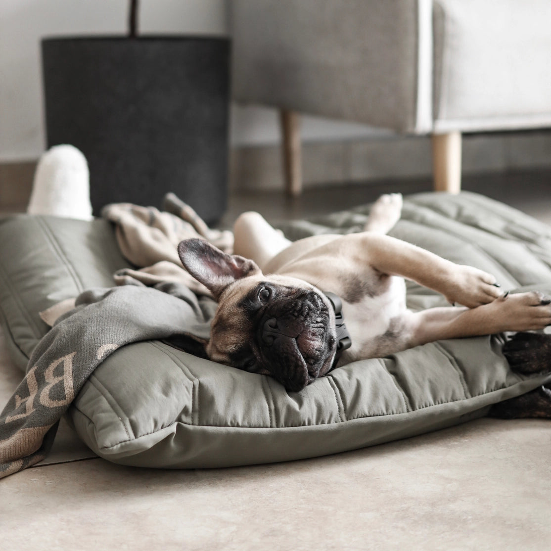 LATIN LIT POUR ANIMAUX - CHIEN - Toutoustore 