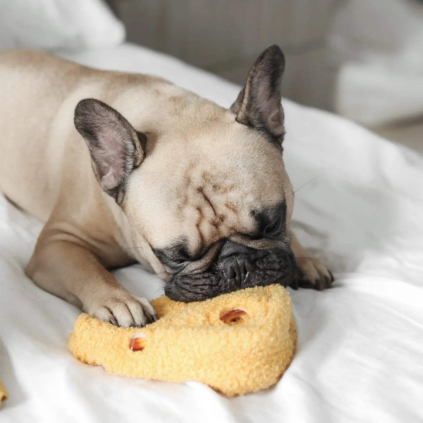 JOUET POUR CHIEN FROMAGE ENRICHISSEMENT - Toutoustore 