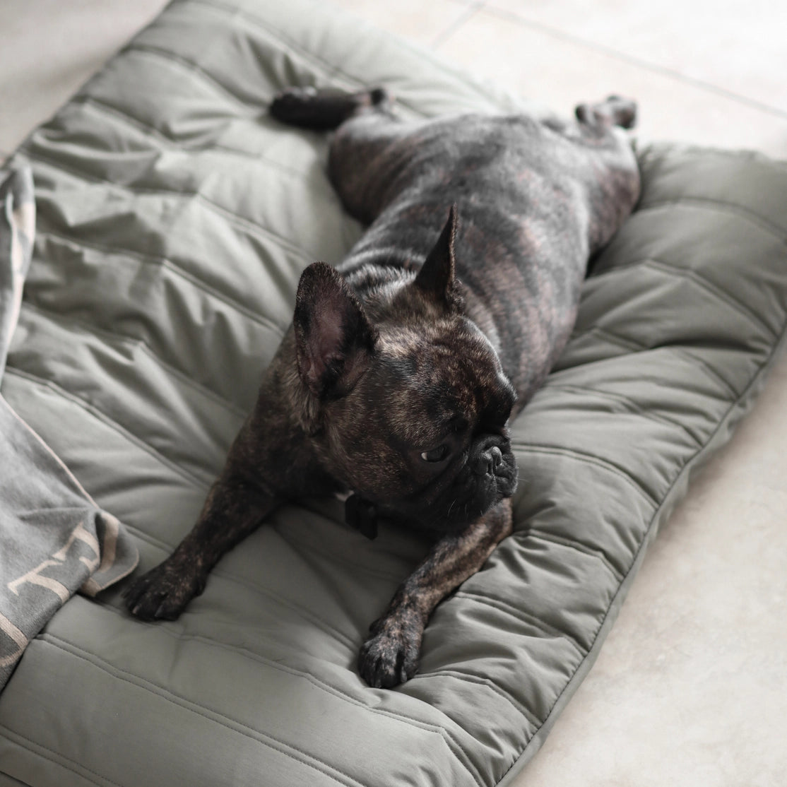 LATIN LIT POUR ANIMAUX - CHIEN - Toutoustore 