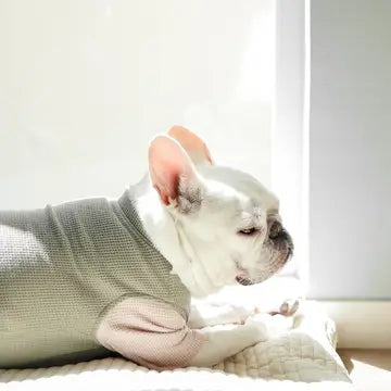 GAUFRE VÊTEMENTS POUR CHIEN - Toutoustore 